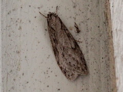 Semioscopis megamicrella