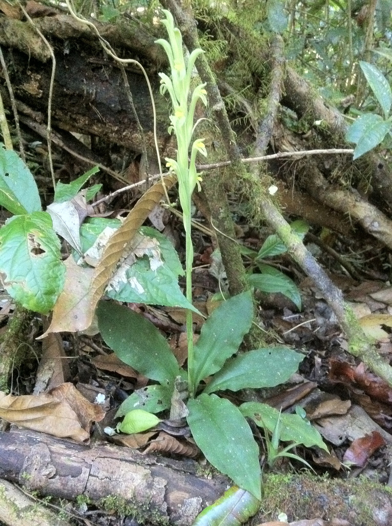 Sarcoglottis hunteriana