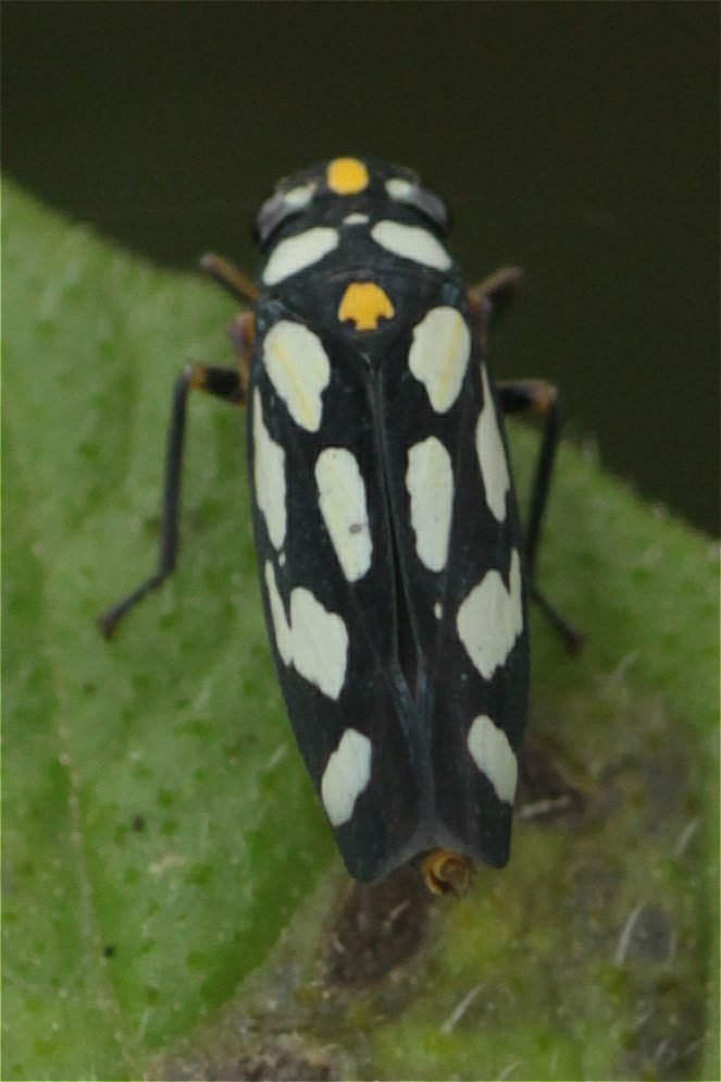 Stehlikiana crassa