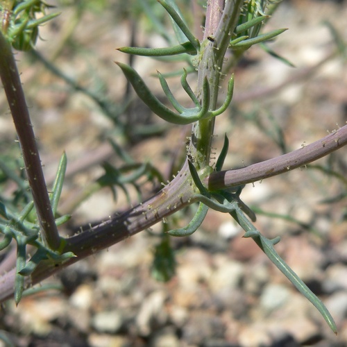 Calycoseris wrightii, photograph 2