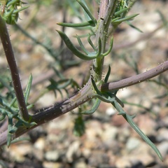 (c) Stan Shebs, some rights reserved (CC BY-SA) Calycoseris wrightii, photograph (c) Stan Shebs, some rights reserved (CC BY-SA)