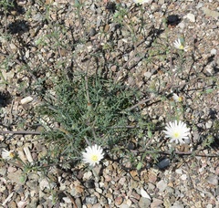 (c) Stan Shebs, some rights reserved (CC BY-SA) Calycoseris wrightii, photograph (c) Stan Shebs, some rights reserved (CC BY-SA)