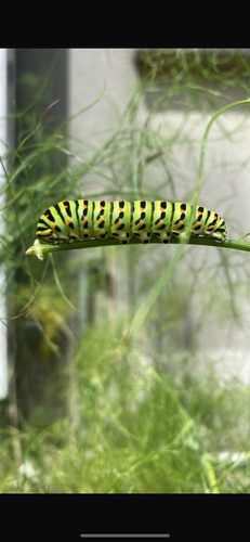 Old World Swallowtail