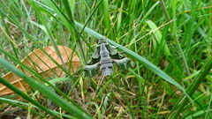 Proserpinus proserpina