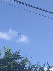 Plegadis falcinellus