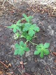 Geranium macrorrhizum