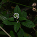 Galianthe palustris - Photo (c) Liu Idárraga Orozco, algunos derechos reservados (CC BY-NC), subido por Liu Idárraga Orozco