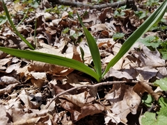 Allium tricoccum