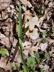Allium tricoccum