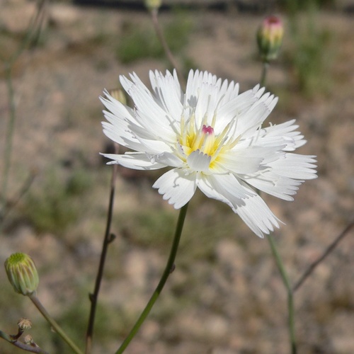 Atrichoseris platyphylla, photograph 4
