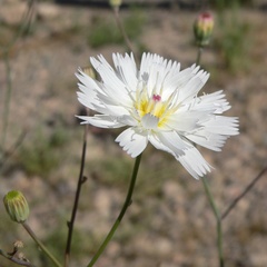 Atrichoseris platyphylla, photograph (c) Stan Shebs, some rights reserved (CC BY-SA)
