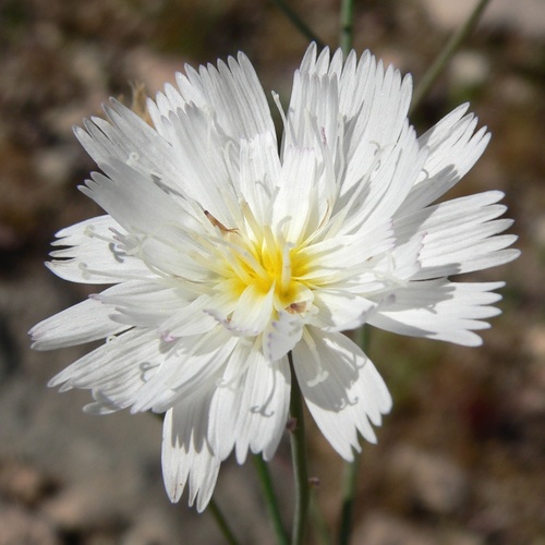 Atrichoseris platyphylla, photograph 5