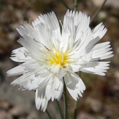 Atrichoseris platyphylla, photograph (c) Stan Shebs, some rights reserved (CC BY-SA)
