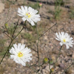 Atrichoseris platyphylla, photograph (c) Stan Shebs, some rights reserved (CC BY-SA)