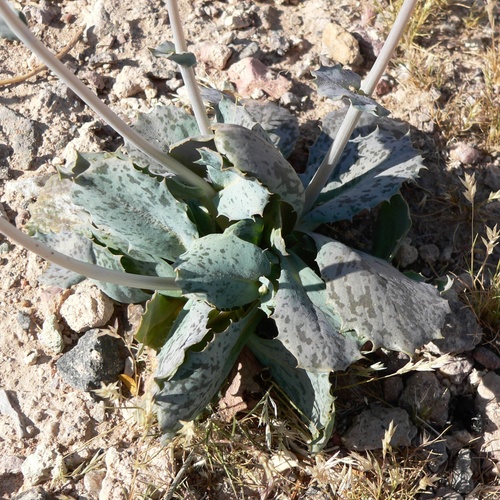 Atrichoseris platyphylla, photograph 6