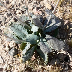 Atrichoseris platyphylla, photograph (c) Stan Shebs, some rights reserved (CC BY-SA)