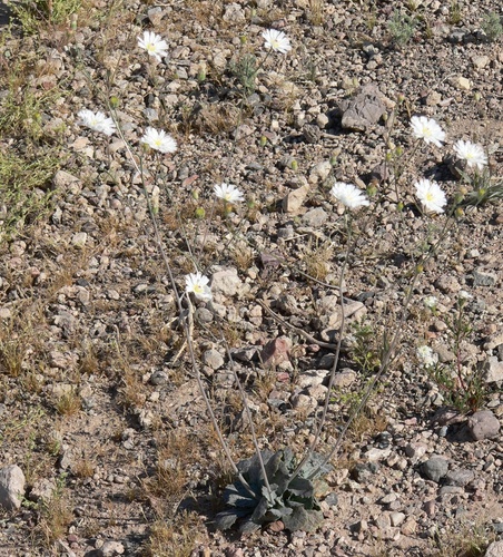 Atrichoseris platyphylla, photograph 3