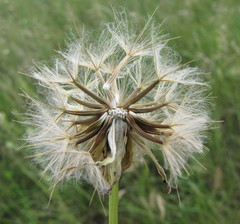 Scorzonera purpurea