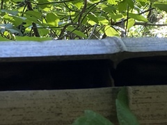 Phyllostachys bambusoides