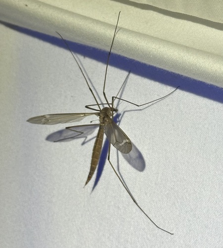 iNaturalist observation photo of Common Crane Flies