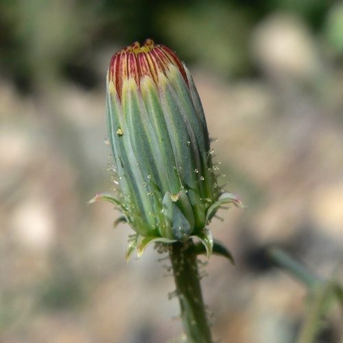 Calycoseris wrightii, photograph 1