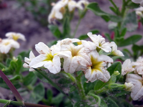 Siberian Sea-rosemary