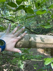 Phyllostachys bambusoides
