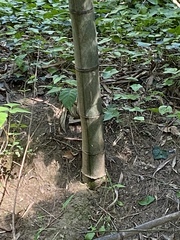 Phyllostachys bambusoides