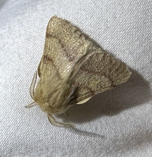 iNaturalist observation photo of Tent Caterpillar Moths