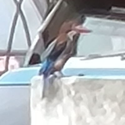 White-throated Kingfisher
