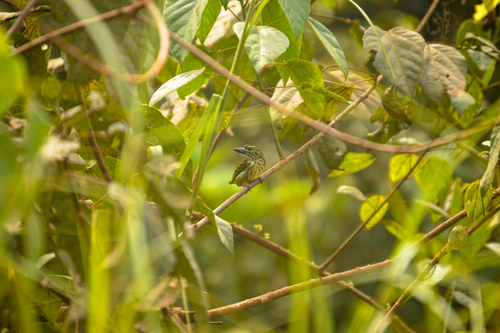 Speckled Tinkerbird