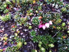 Disterigma empetrifolium