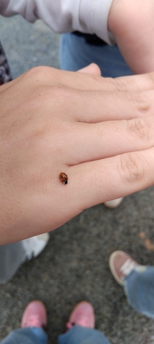 Two-spotted Lady Beetle