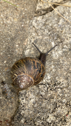 Garden Snail
