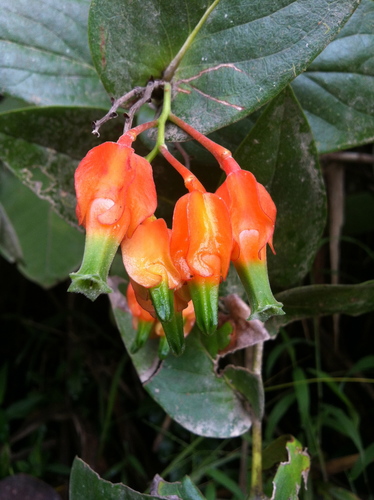 Macleania pentaptera Hoerold