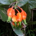 Macleania pentaptera - Photo (c) Jason Grant, some rights reserved (CC BY), uploaded by Jason Grant