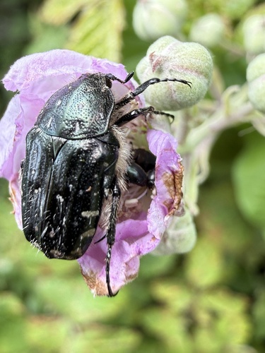 Mediterranean Spotted Chafer