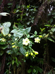 Macrocarpaea sodiroana