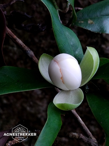Magnolia championii