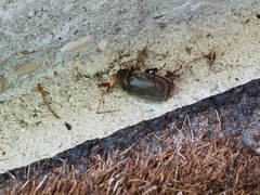 Phyllophaga crenulata