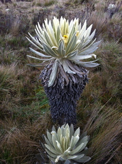 Espeletia pycnophylla