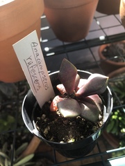 Anacampseros rufescens