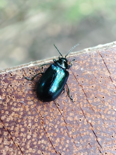 Alder Leaf Beetle