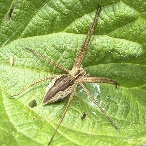 European Nursery Web spider