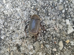 Phyllophaga crenulata