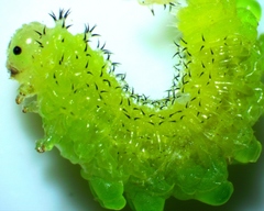 Periclista