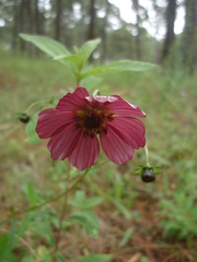 Cosmos scabiosoides