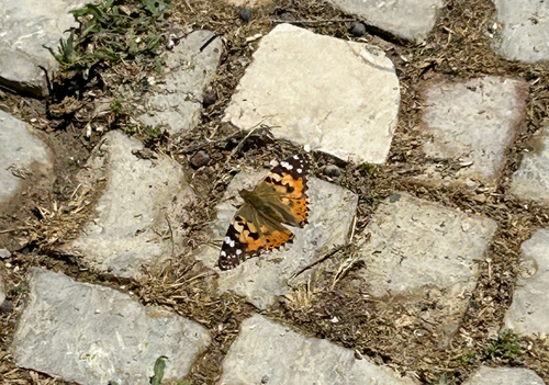 Painted Lady