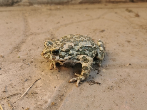 Green Toad