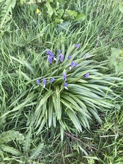 Hyacinthoides